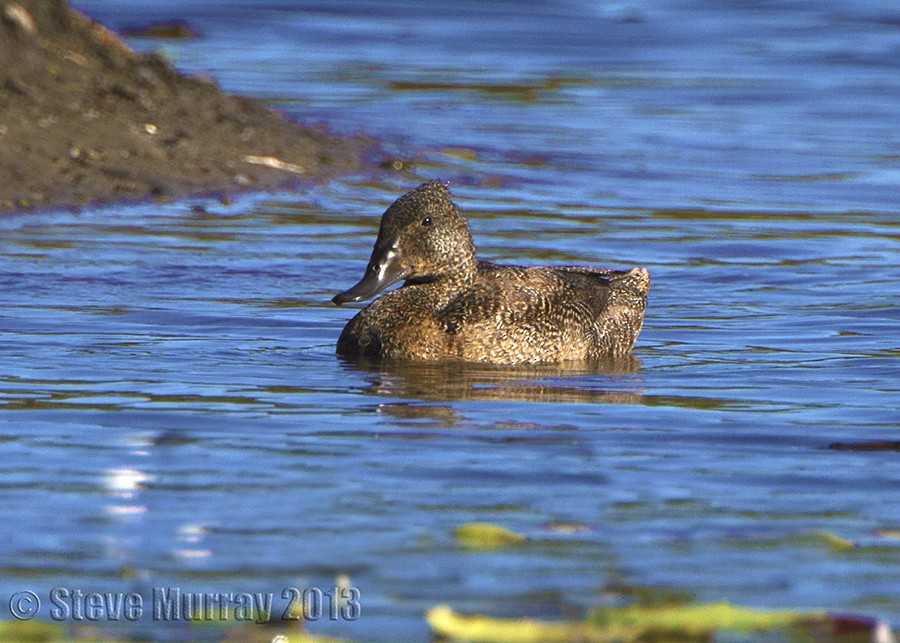 Freckled Duck - ML64037021