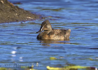 Freckled Duck, ML64037021