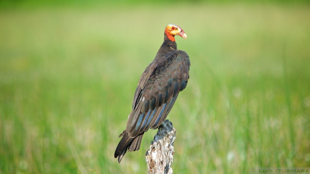 Lesser Yellow-headed Vulture - ML64038061