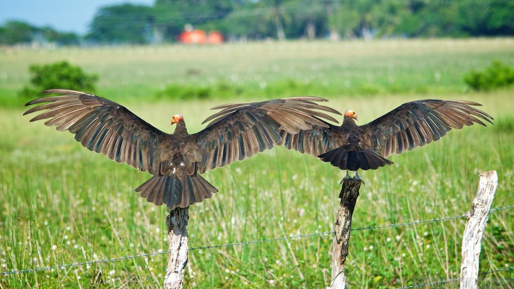 Lesser Yellow-headed Vulture - ML64038071