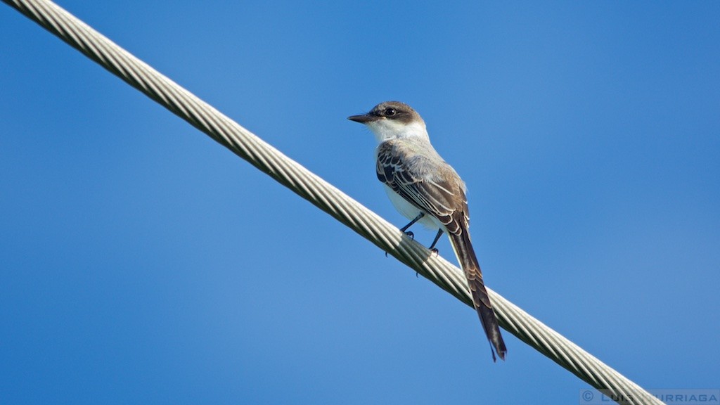Fork-tailed Flycatcher - Luis Iturriaga Morales