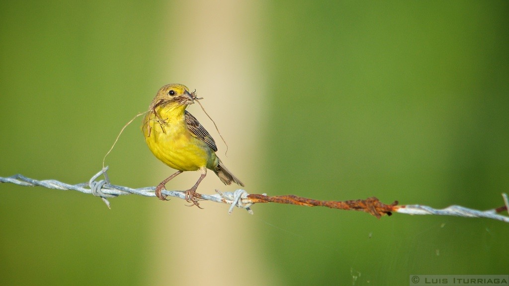 Grassland Yellow-Finch - Luis Iturriaga Morales