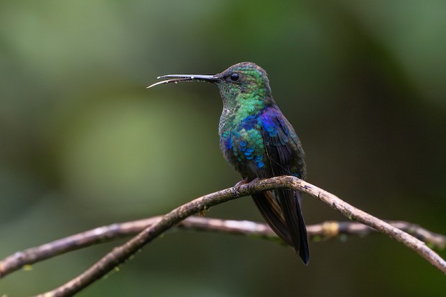 Crowned Woodnymph