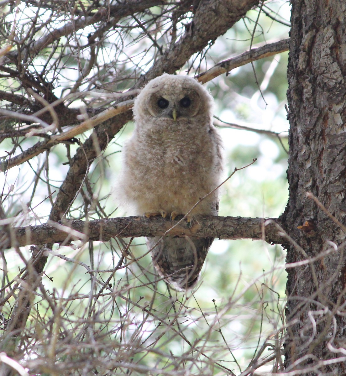 Spotted Owl - Kathryn Hart
