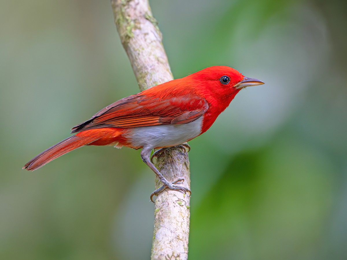 Scarlet-and-white Tanager - Chrysothlypis salmoni - Birds of the World