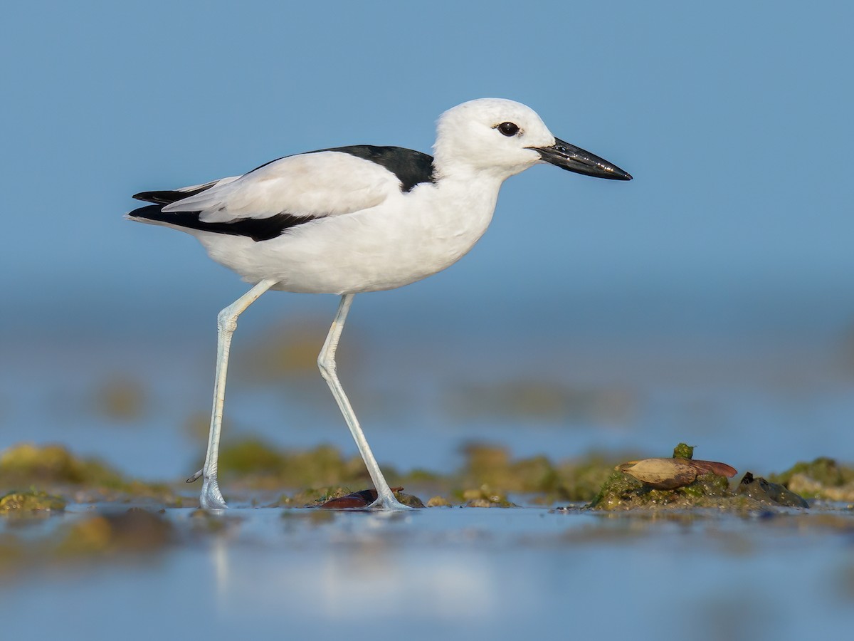 Crab-Plover - Dromas ardeola - Birds of the World, image size:1200x900