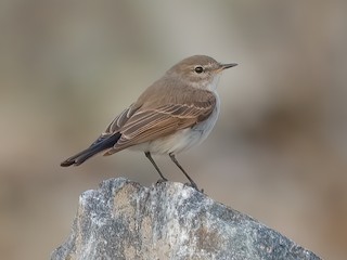  - Spot-billed Ground-Tyrant