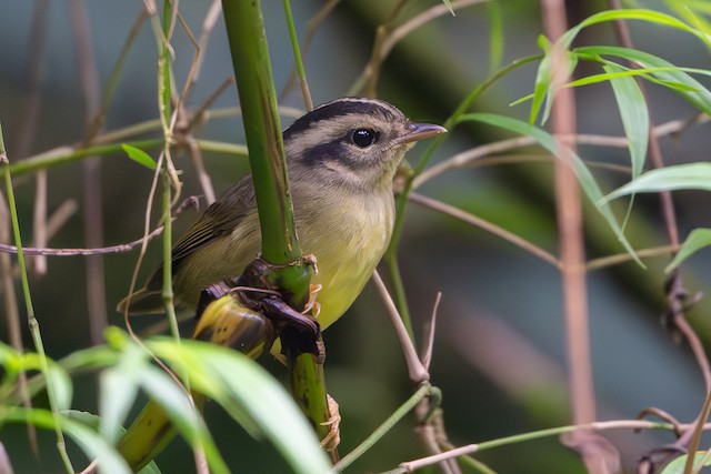 Costa Rican Warbler
