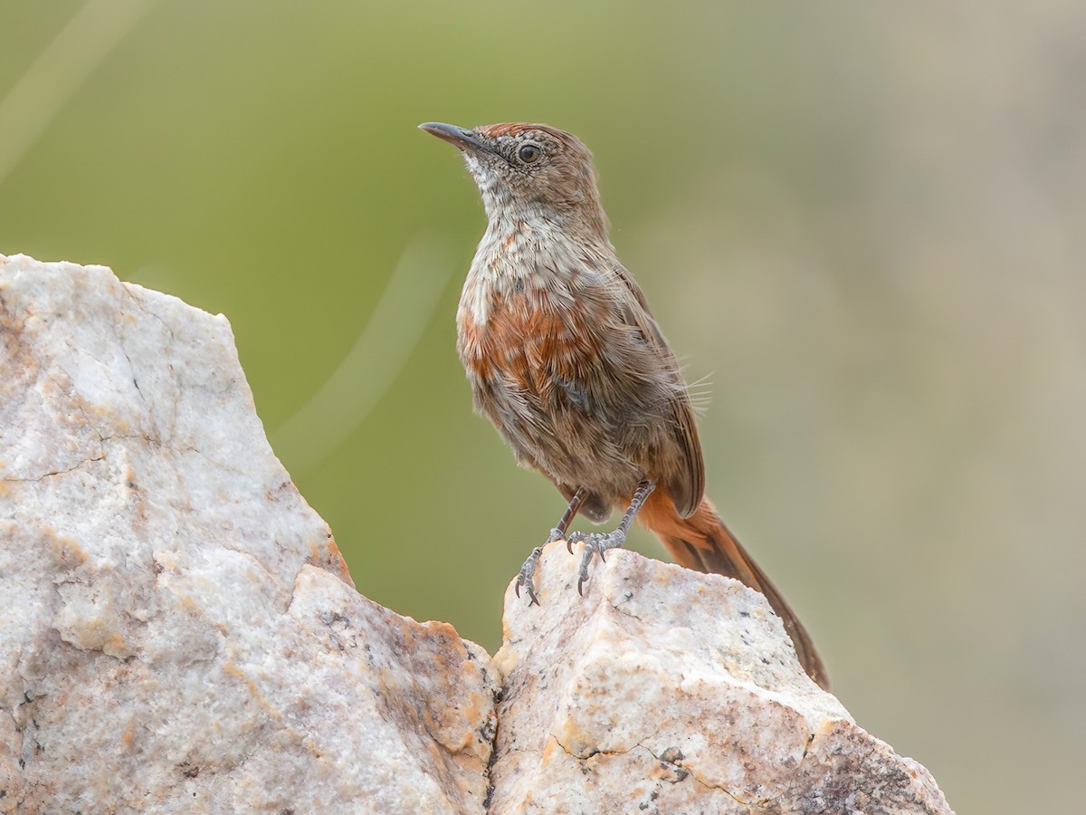 Cinnamon-breasted Warbler - Euryptila subcinnamomea - Birds of the World