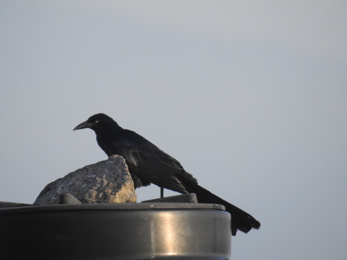 Great-tailed Grackle - ML64049101