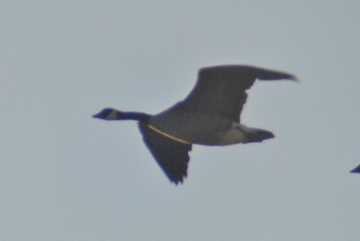 Canada Goose (moffitti/maxima) - ML64049661