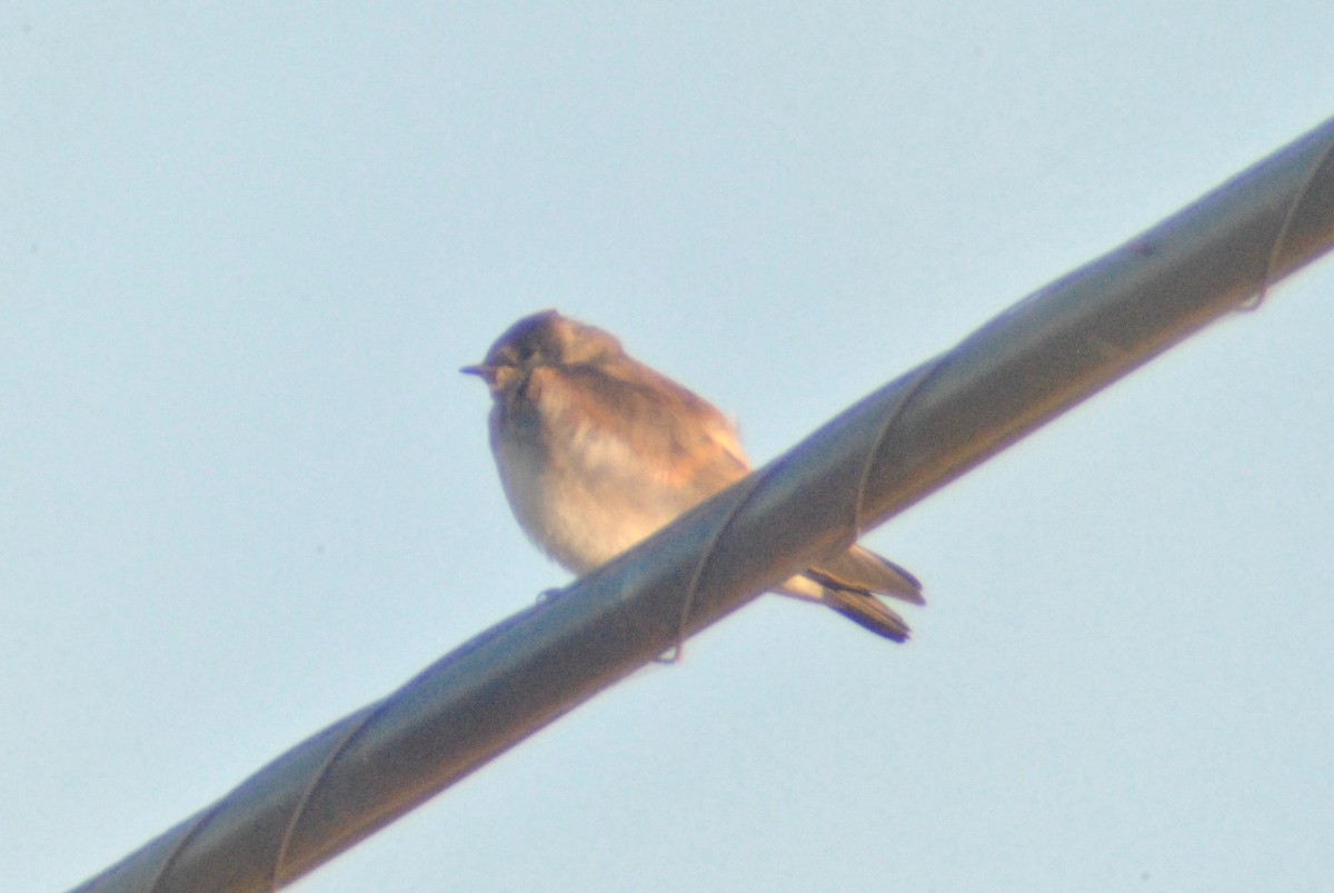 Northern Rough-winged Swallow - ML64049731