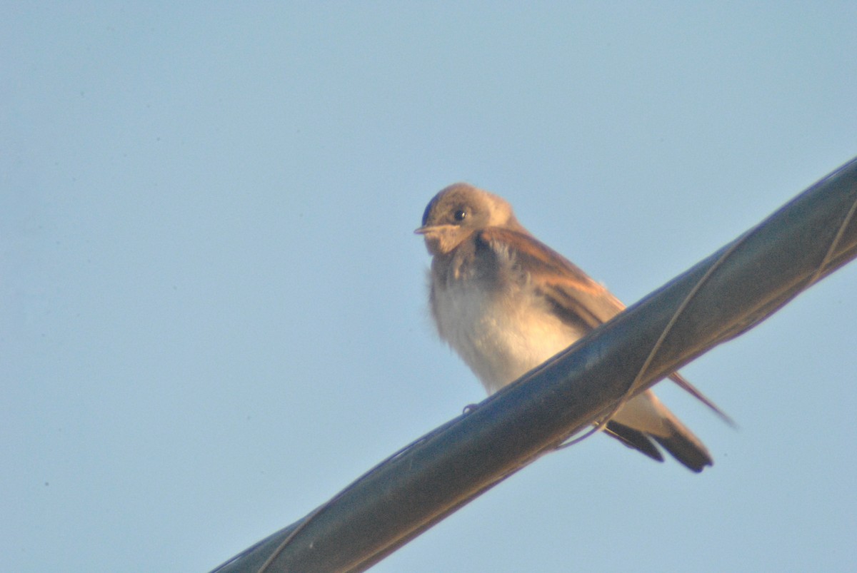 Northern Rough-winged Swallow - ML64049751