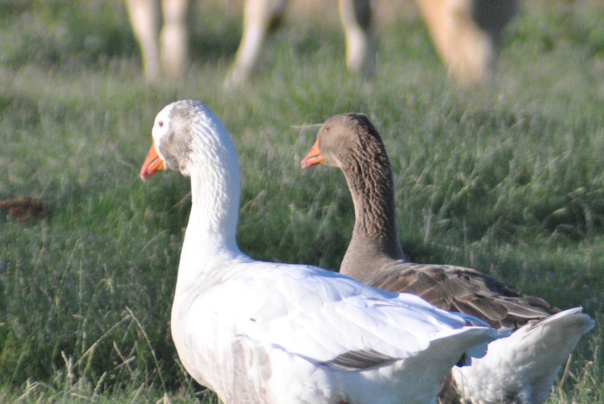 Domestic goose sp. (Domestic type) - ML64049831
