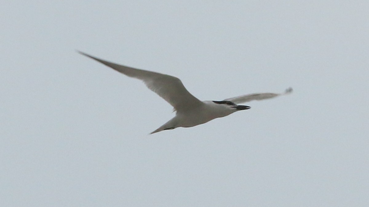 Gull-billed Tern - Alfredo Garcia