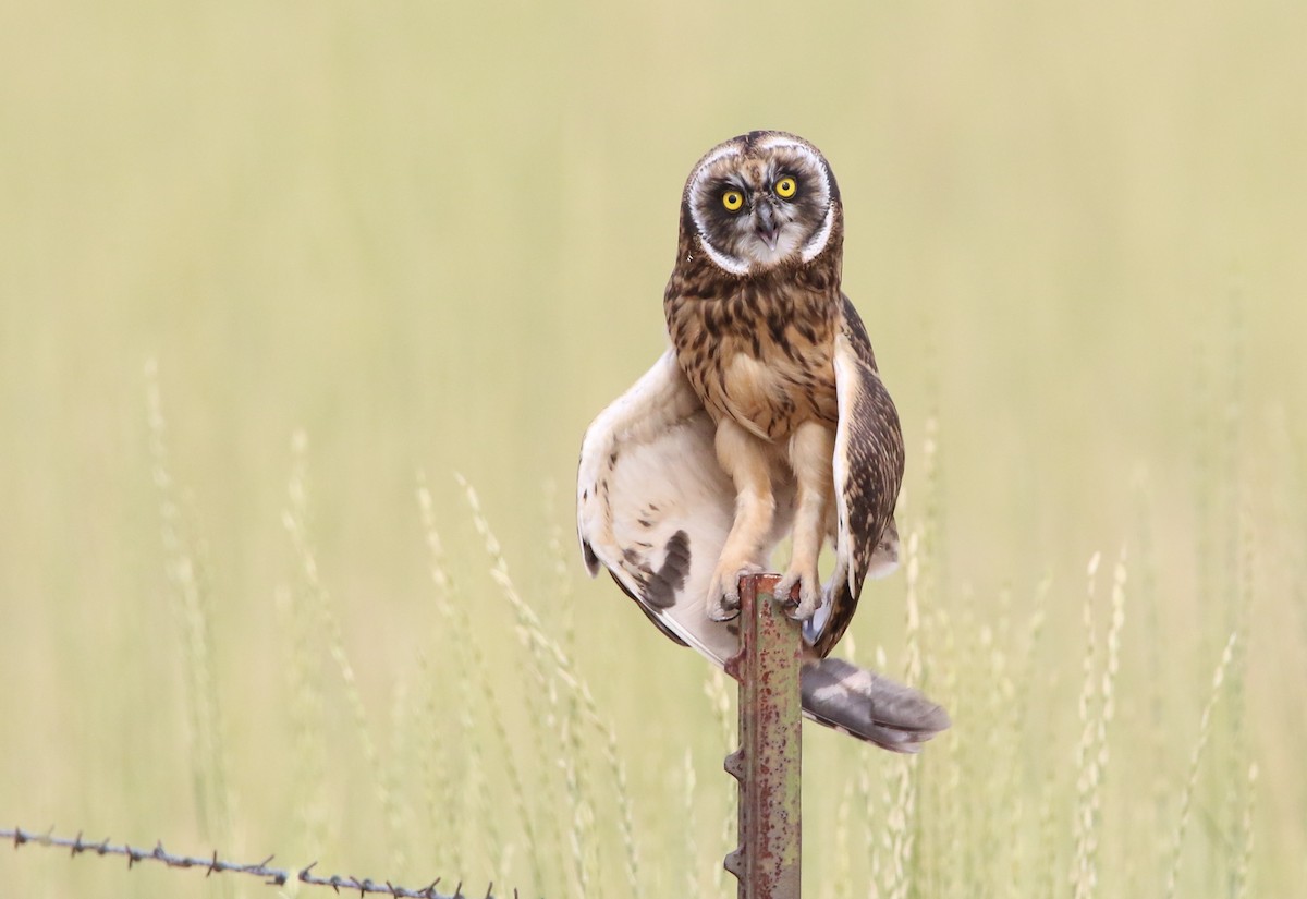 Short-eared Owl - ML64050311