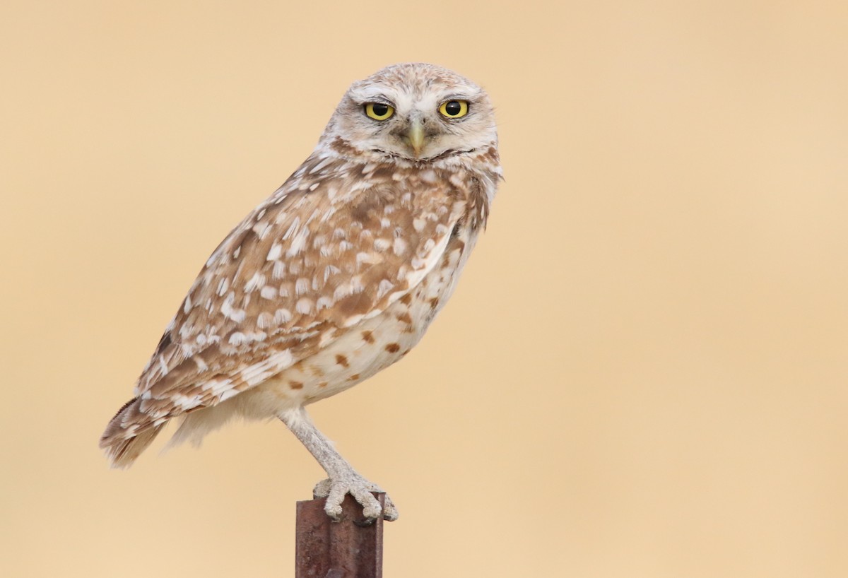 Burrowing Owl - ML64050361