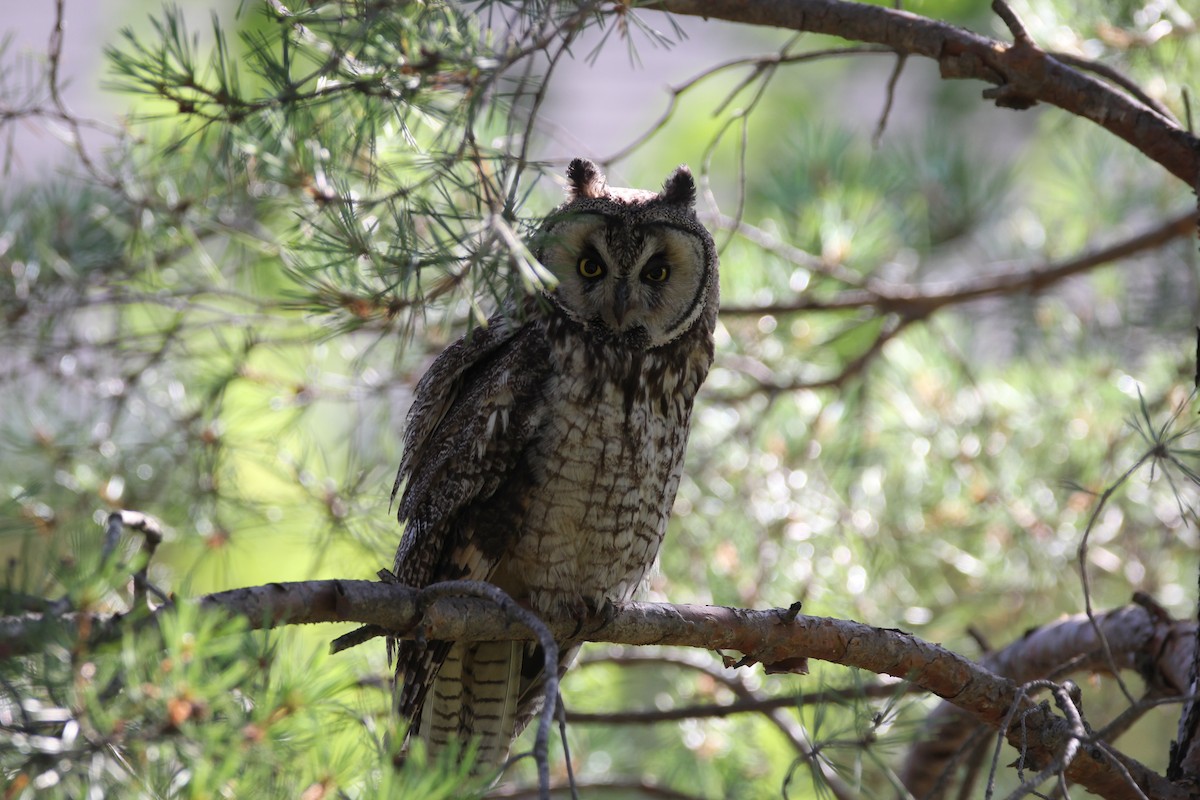 Long-eared Owl - ML64051981