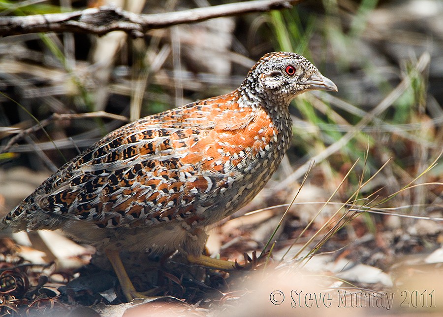 Painted Buttonquail - ML64052581