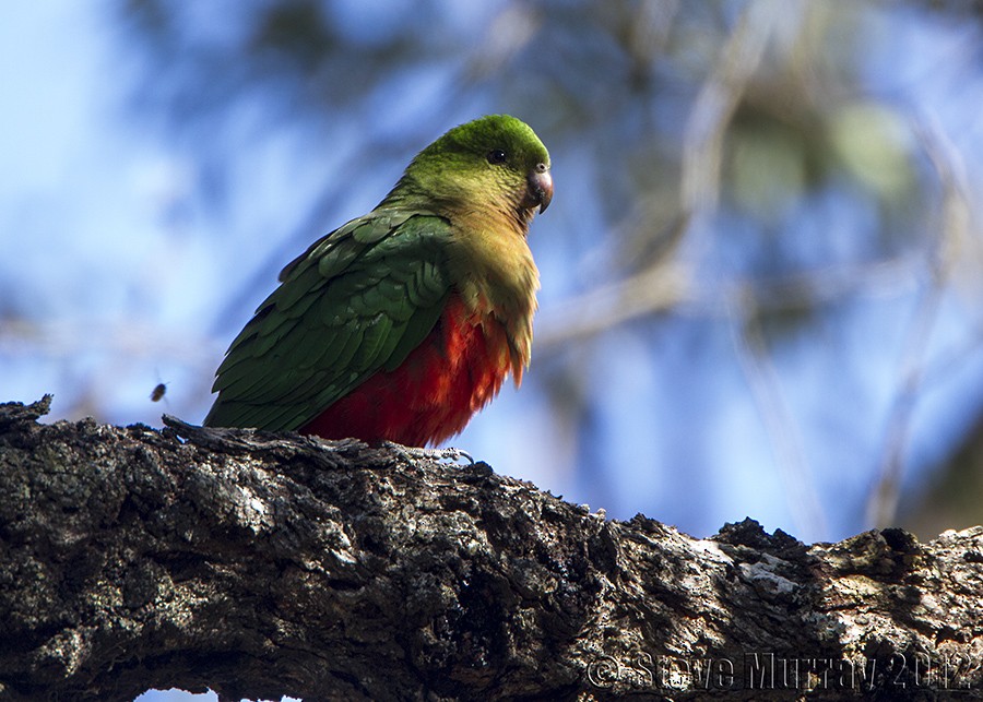 Australian King-Parrot - Stephen Murray