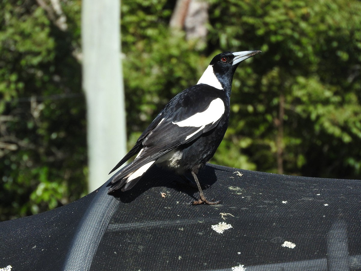 Australian Magpie (Black-backed) - Chris Burwell