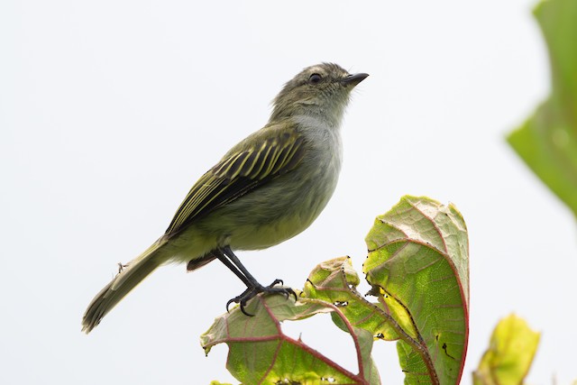 Mistletoe Tyrannulet