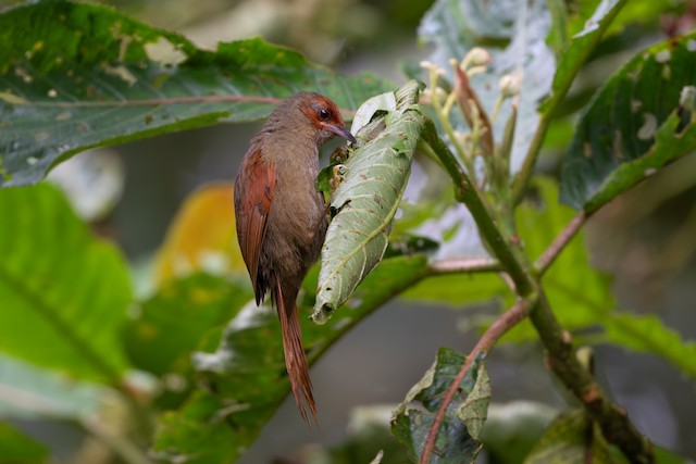Red-faced Spinetail