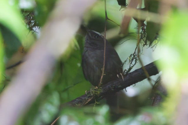 Silvery-fronted Tapaculo