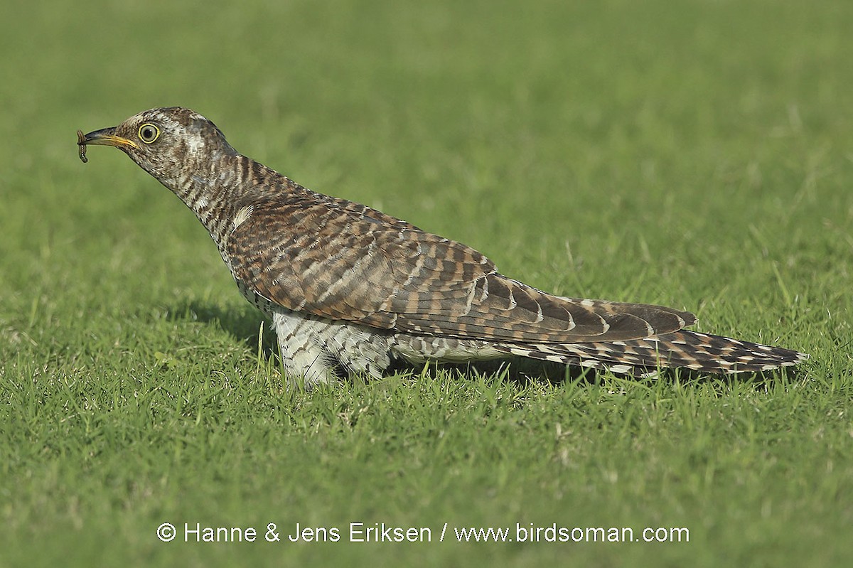 Common Cuckoo - Jens Eriksen