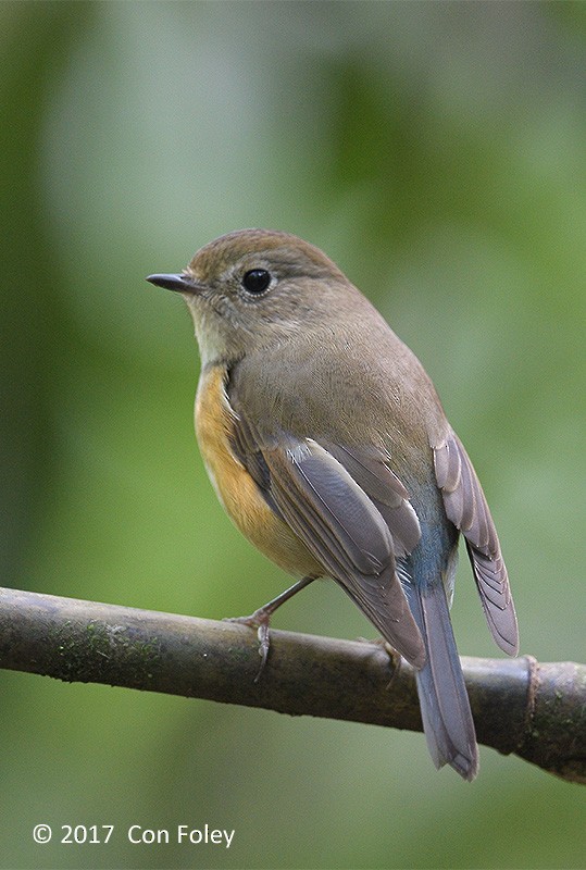 Red-flanked Bluetail - Con Foley