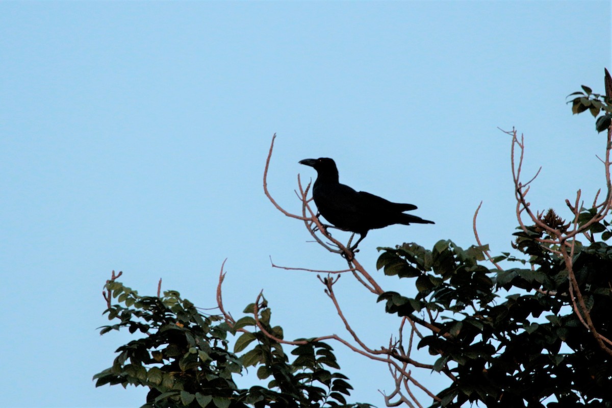 Large-billed Crow - ML64060671
