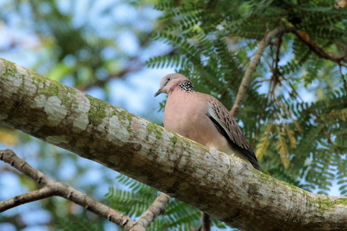 Spotted Dove - ML64061051