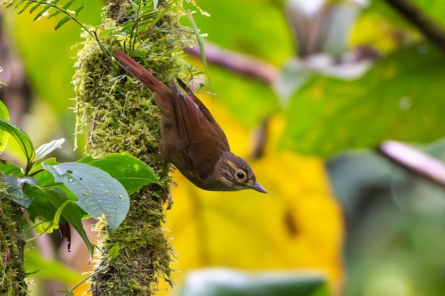 Scaly-throated Foliage-gleaner