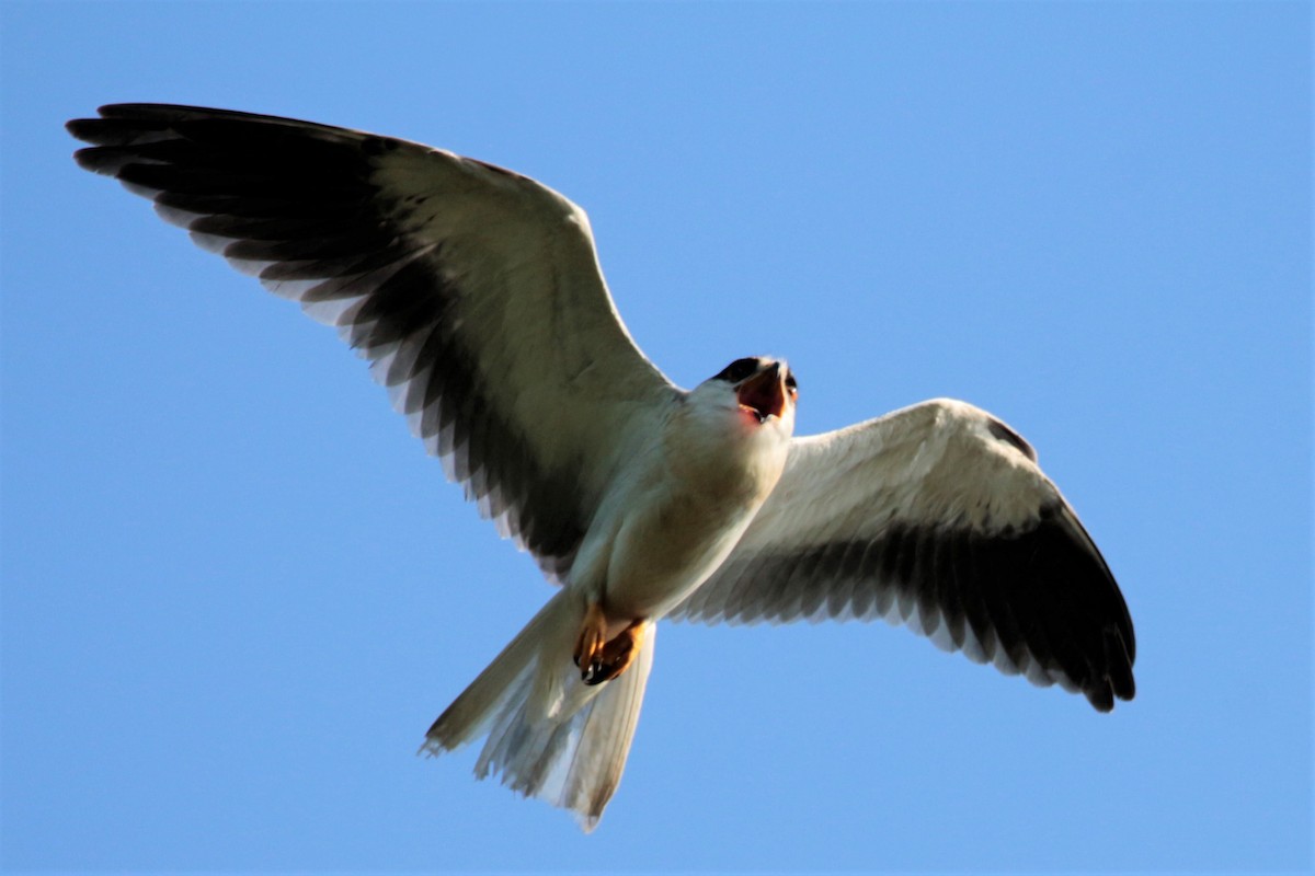 Black-winged Kite - ML64061431