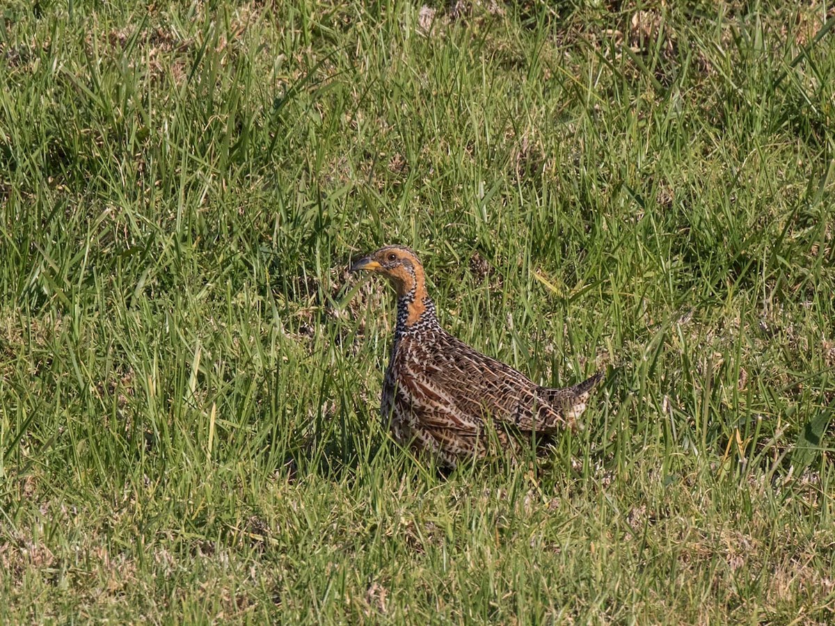 Red-winged Francolin - ML64062011