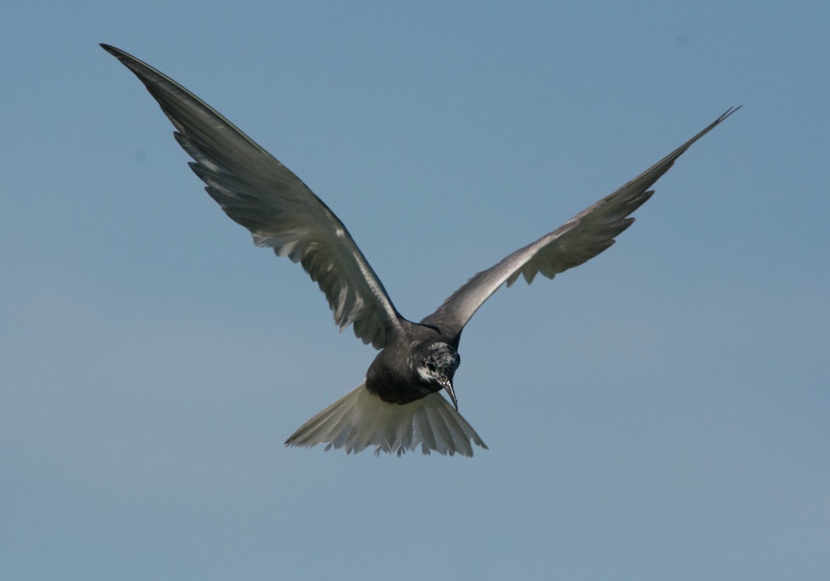 Black Tern - ML64063351