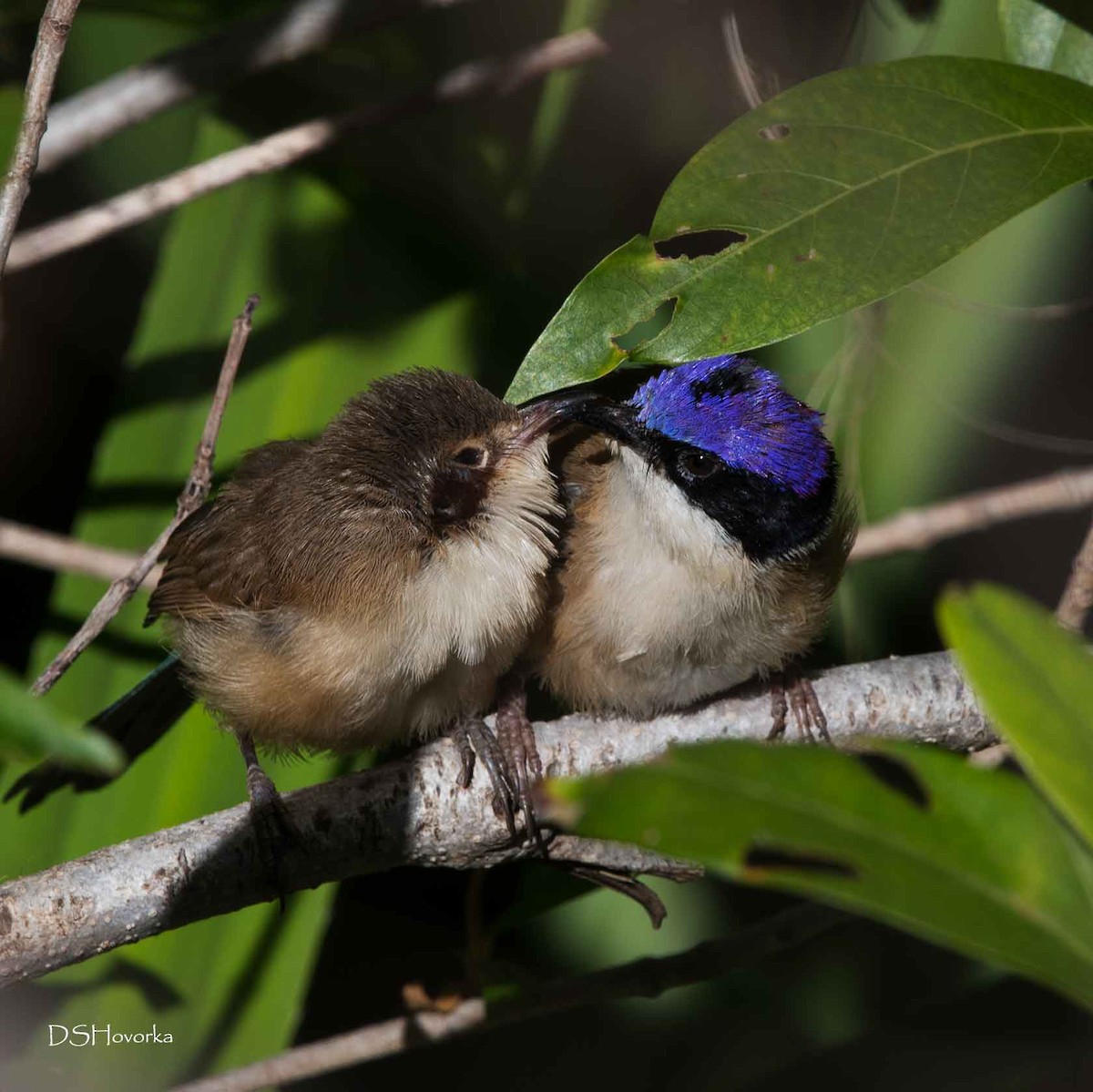 Purple-crowned Fairywren - Nancy Auerbach and  Dirk Hovorka