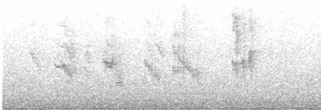  - Christmas Island White-eye