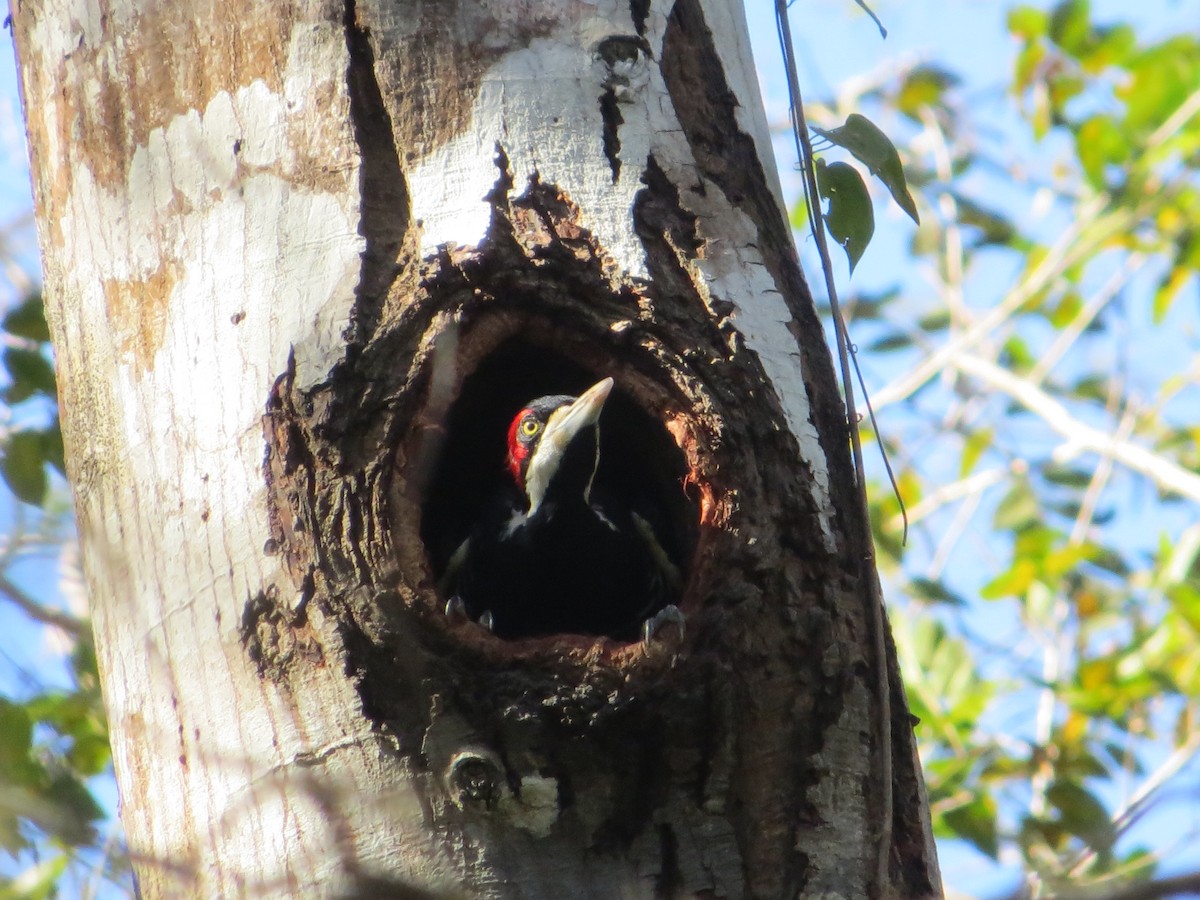 Crimson-crested Woodpecker - Shawn Loewen