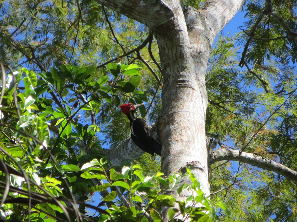 Crimson-crested Woodpecker - ML64065331