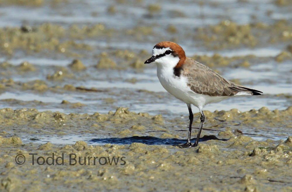 Red-capped Plover - Todd Burrows