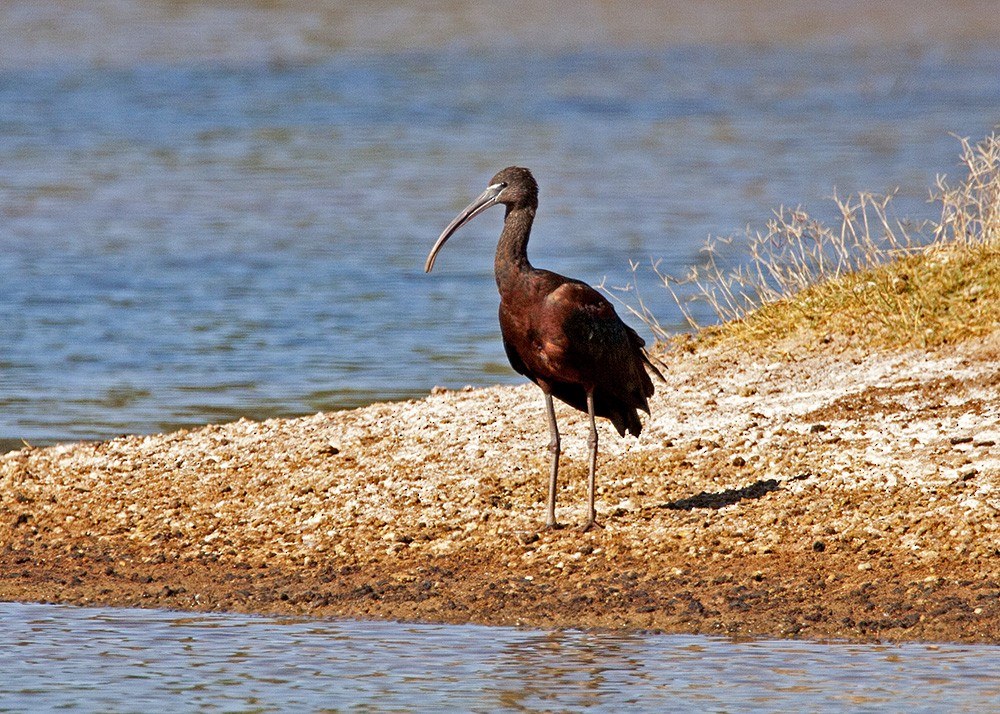 ibis hnědý - ML64066391