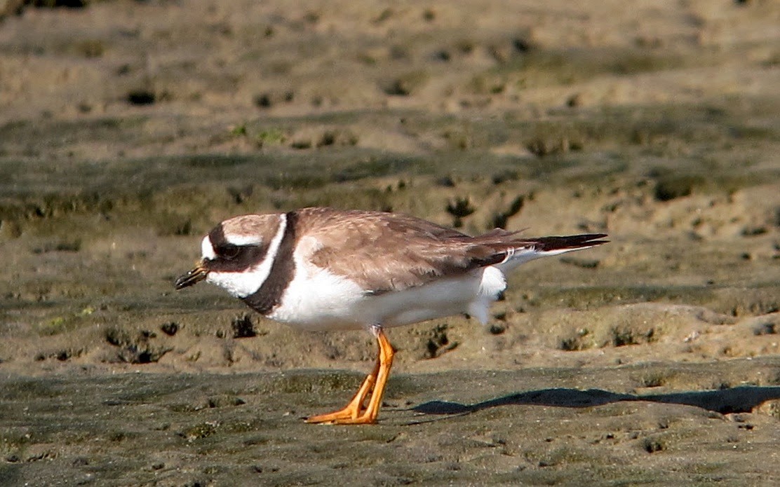 Common Ringed Plover - ML64067901