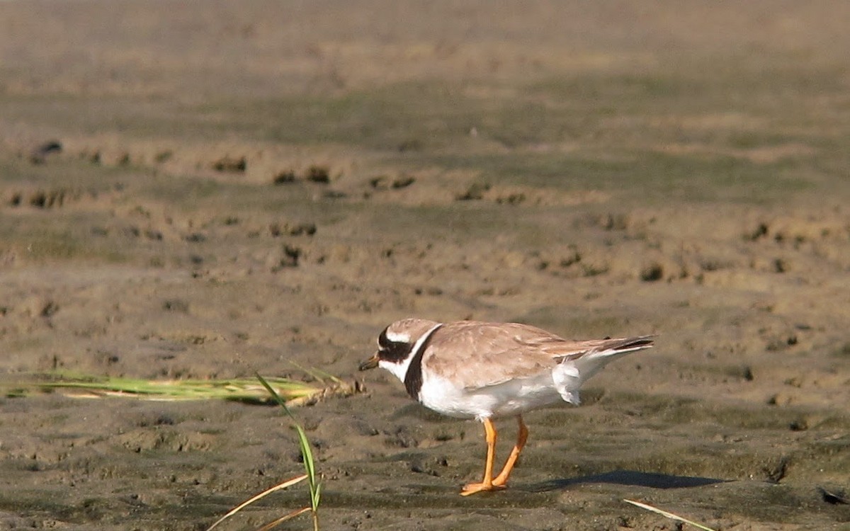 Common Ringed Plover - ML64067911