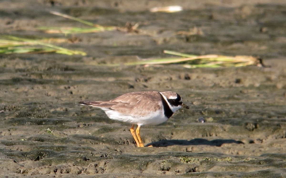 Common Ringed Plover - ML64067921