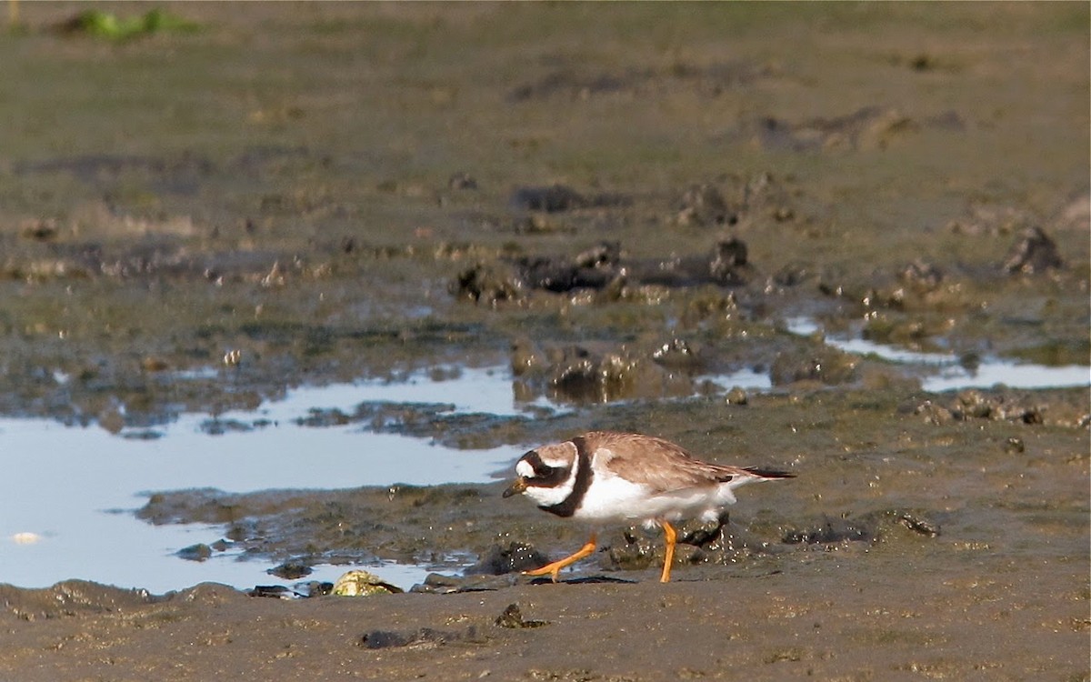 Common Ringed Plover - ML64067941