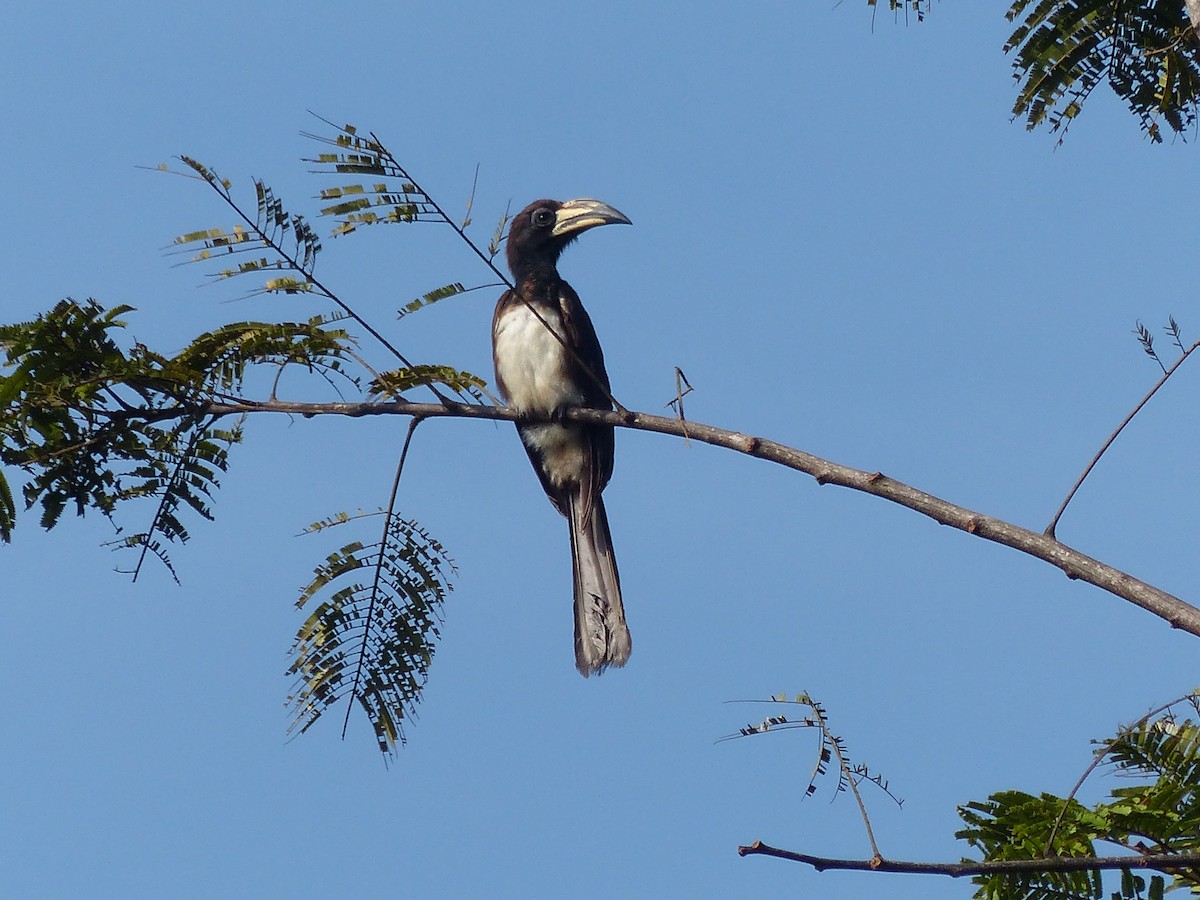 West African Pied Hornbill - Bob Andrews
