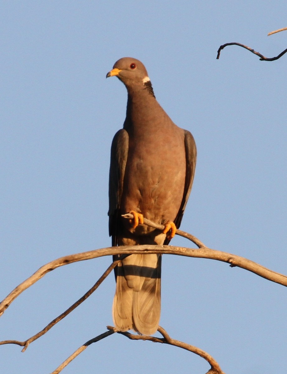Band-tailed Pigeon - ML64068201