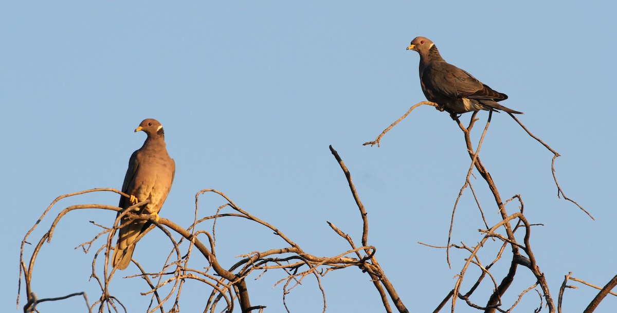 Band-tailed Pigeon - Don Coons