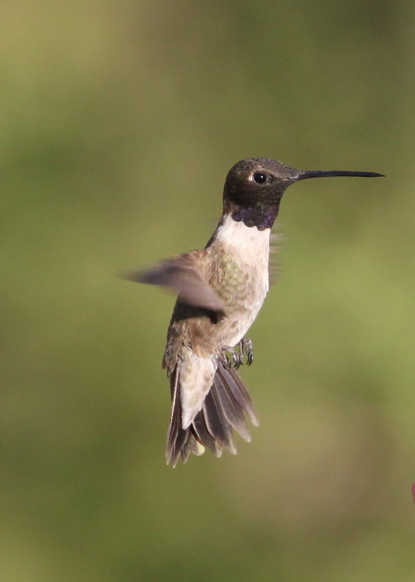 Black-chinned Hummingbird - Don Coons